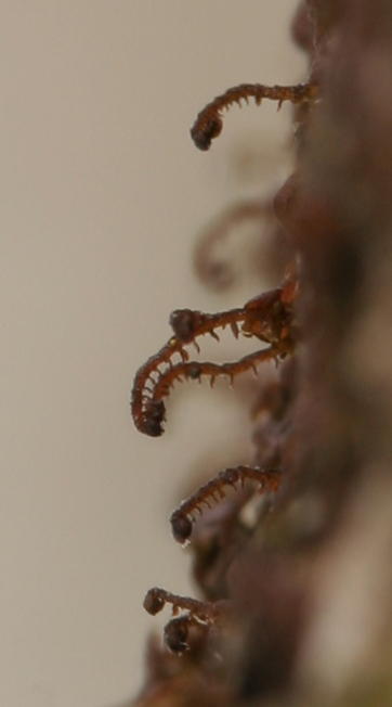 Frullania austinii
